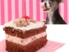 Dog staring at cherry chocolate cake