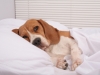 Cute dog in bed