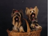 Raça de Cachorro - Yorkshire Terrier
