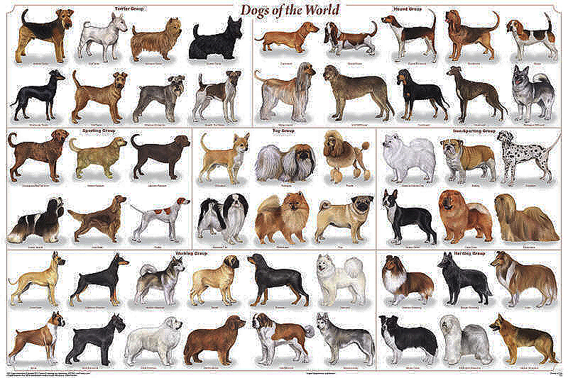 300 Nomes de raças de cachorro - Lista COMPLETA de A a Z