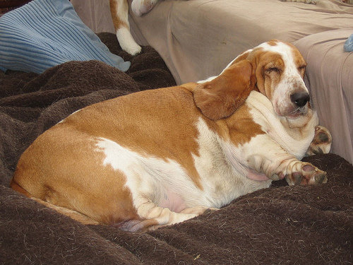 Obesidade em cachorros - Portal do Dog