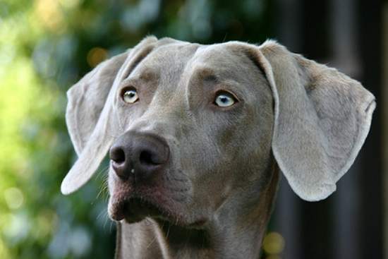 Cachorro com olho azul olhando para o céu