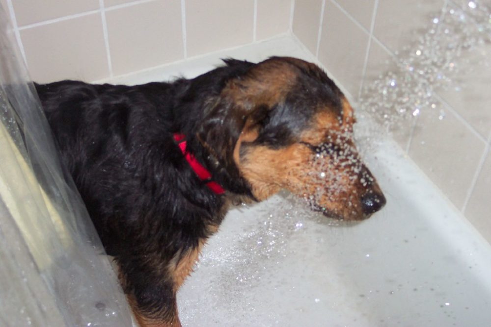 dar um banho relaxante em seu cachorro