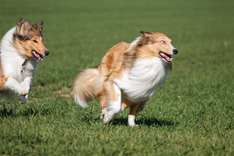 cães combatem o sedentarismo