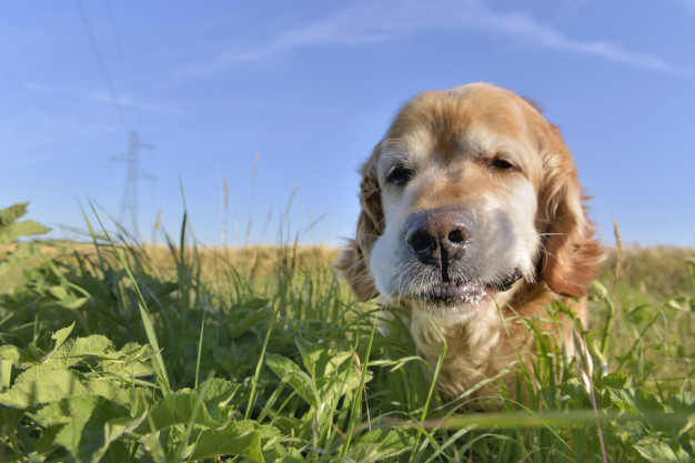 cachorro comendo grama