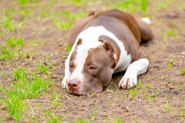 Cachorro deitado a grama
