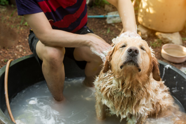 com que frequência é bom dar banhos em cachorros