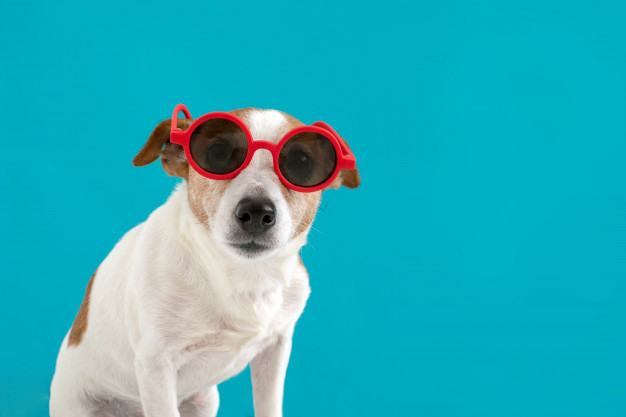 cão com óculos de sol