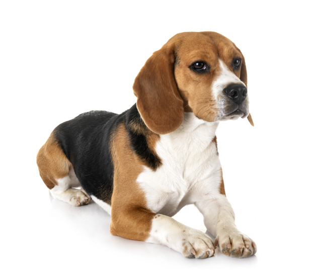 principais doenças do beagle