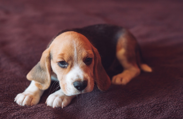 o temperamento do beagle