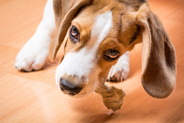 o temperamento do beagle