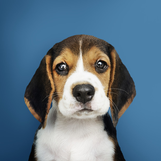 principais doenças do beagle