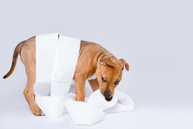 tapete higiênico para cães