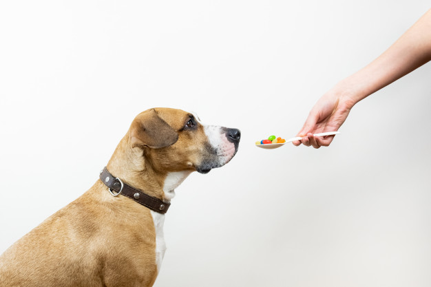 cachorro tomando remédios