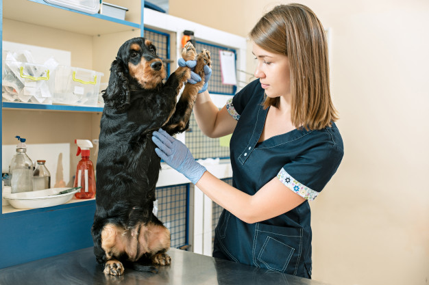 veterinária examinando cão