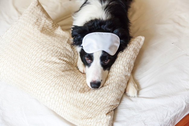 Apneia do sono: Os cães podem ter? Confira!