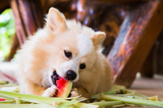 Cachorro com diabetes canina comendo melancia