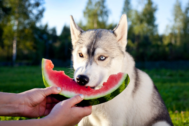 Cachorro comendo melancia