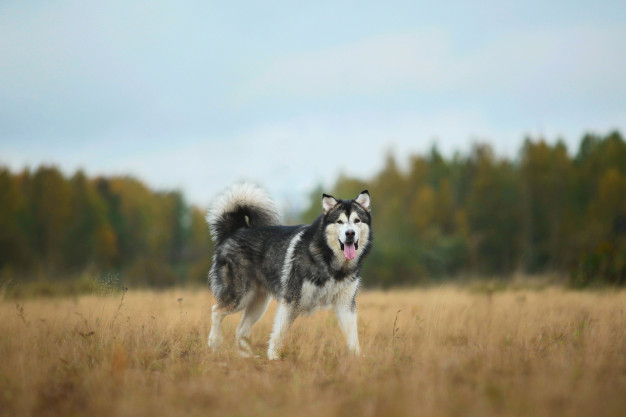 malamute do alasca raças de cachorro americano
