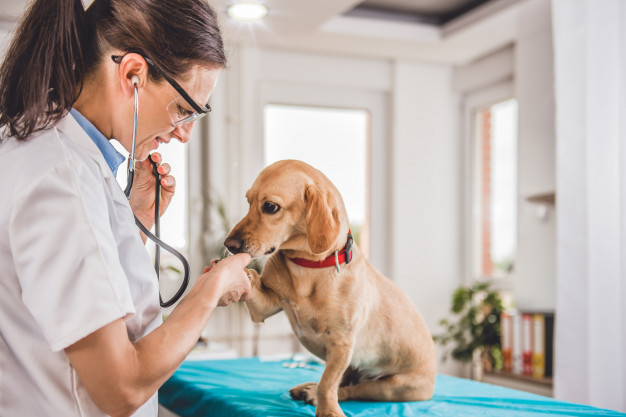 Escolher veterinário para cachorro
