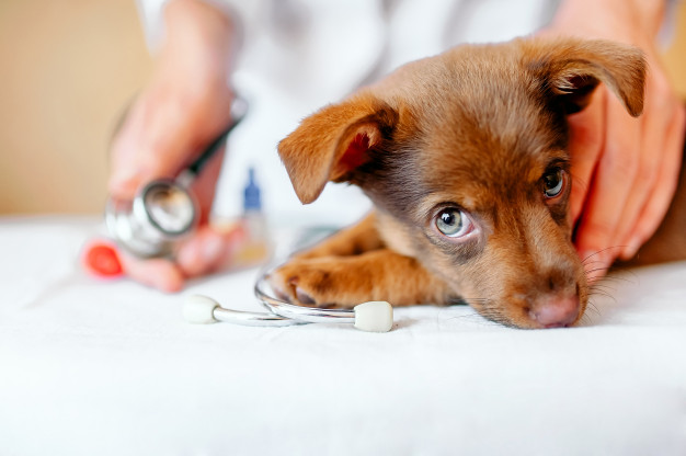 Escolher veterinário para cachorro