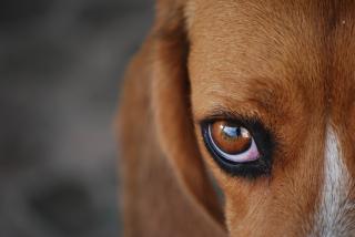 cachorro com olho vermelho
