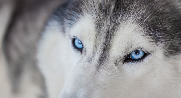 olhos do husky