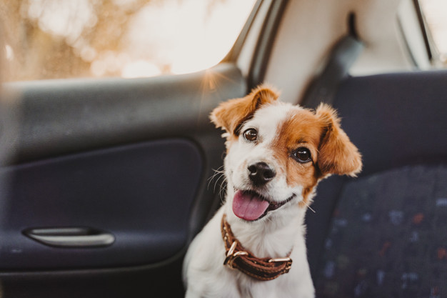 cão sorrindo no carro