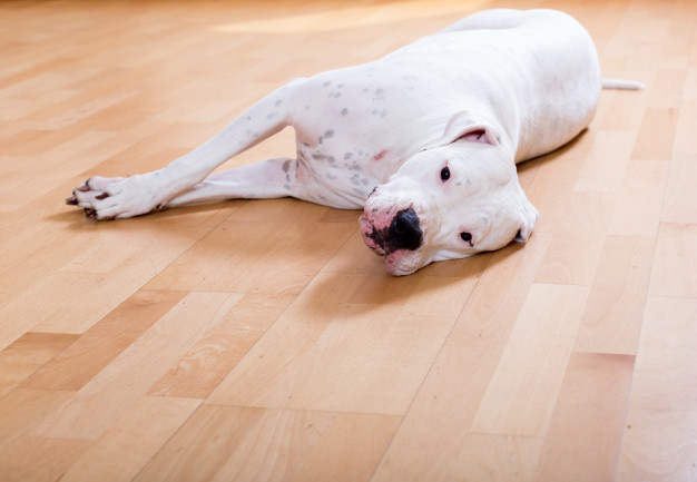 Cachorro Dogo deitado no chão 