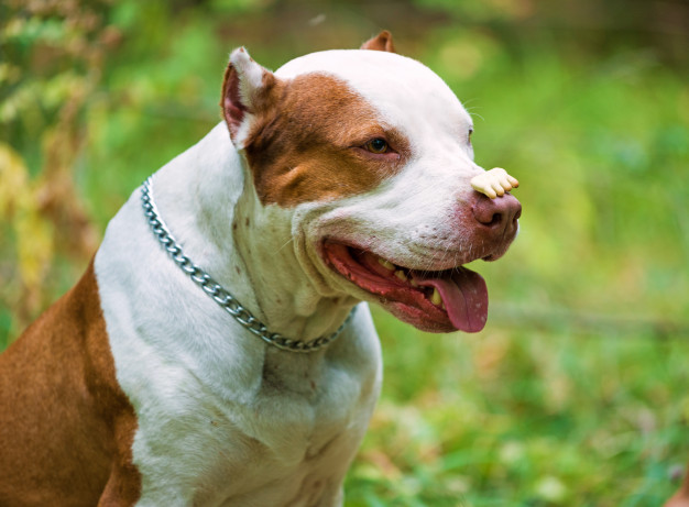 Pitbull Red Nose raças de cachorro dóceis