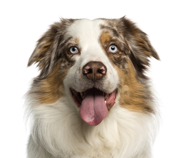 Cachorro de olho azul com língua para fora
