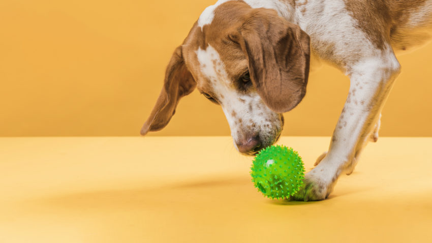 Cachorro brincando com a bola