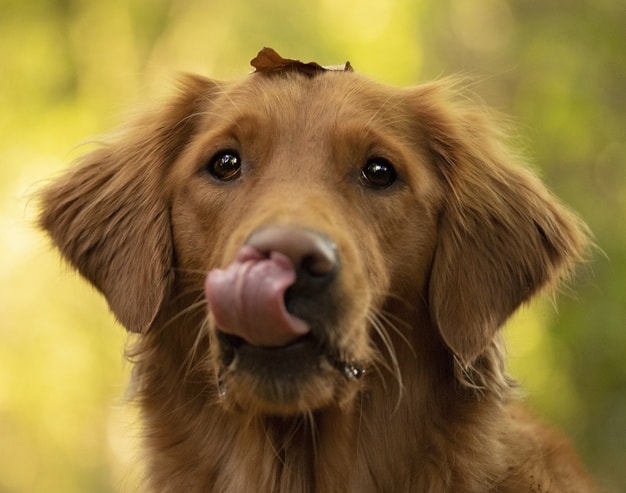 cão com a língua de fora