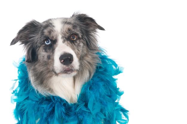 Cachorro com cachecol azul