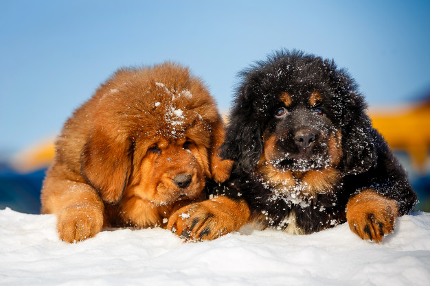 Cachorros juntos na neve