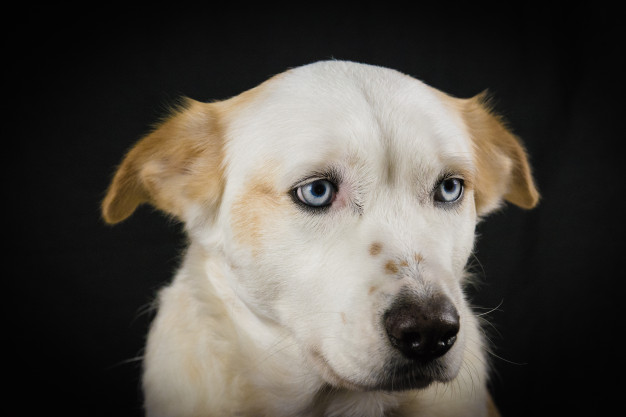 Cachorro de olho azul