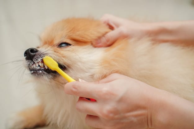 pode escovar dente de cachorro com pasta normal