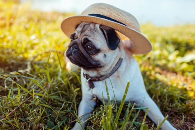 cachorro com chapéu
