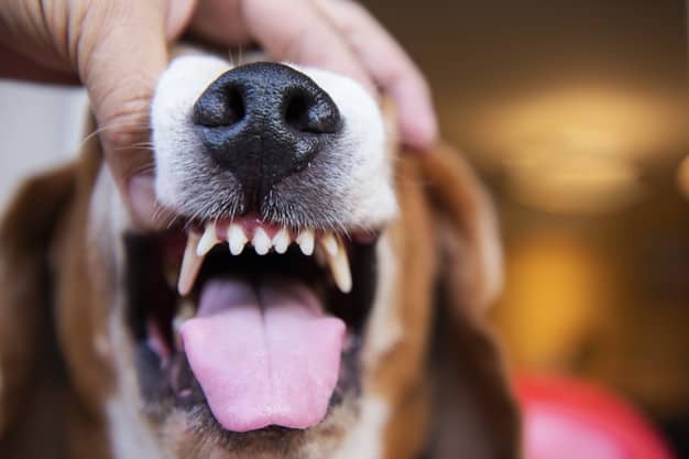 Cachorro troca de dente