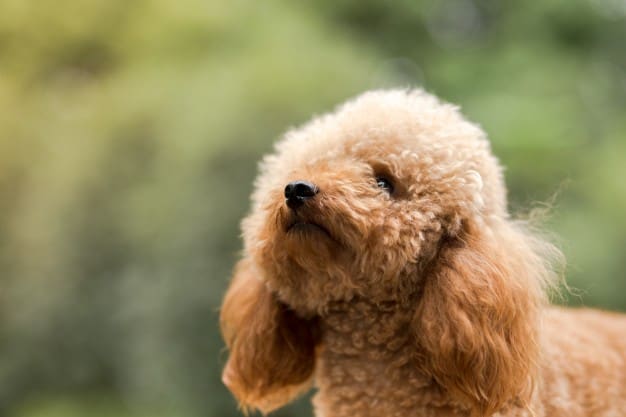 Poodle toy