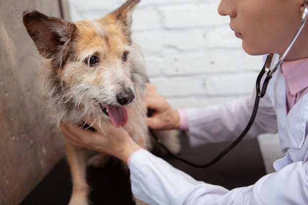 Cachorro sendo examinado por um veterinário