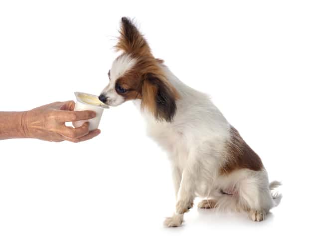 cachorro tomando iogurte