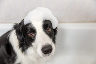 dar banho em cachorro filhote