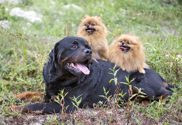 Rottweiler com outros cães