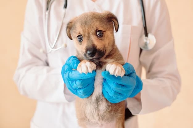 cãozinho segurado pelo veterinário