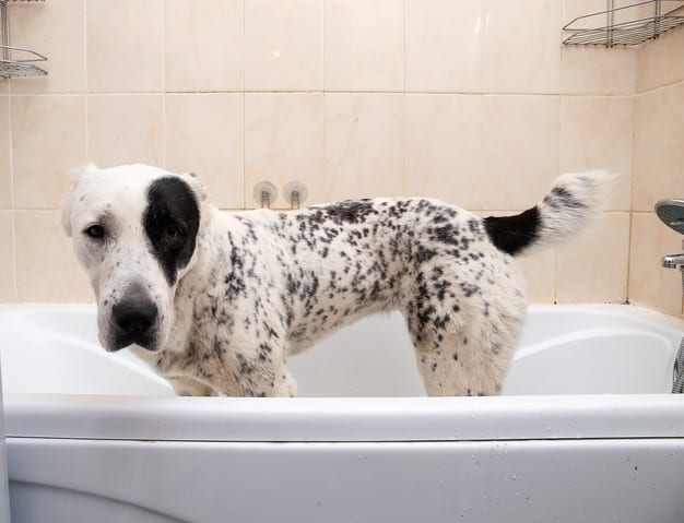 como fazer cachorro gostar de banho