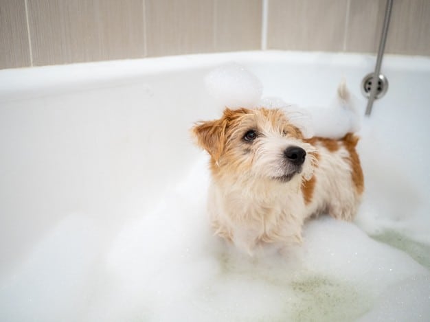 cãozinho tomando banho