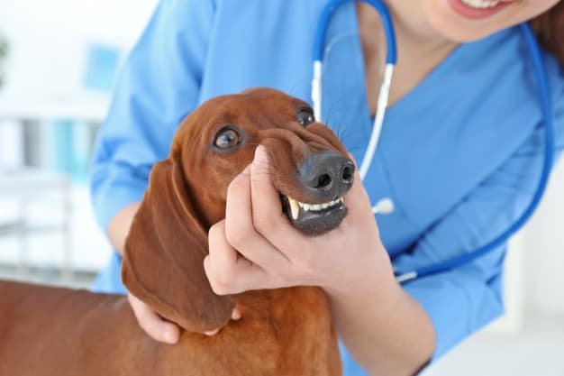 dentista veterinário