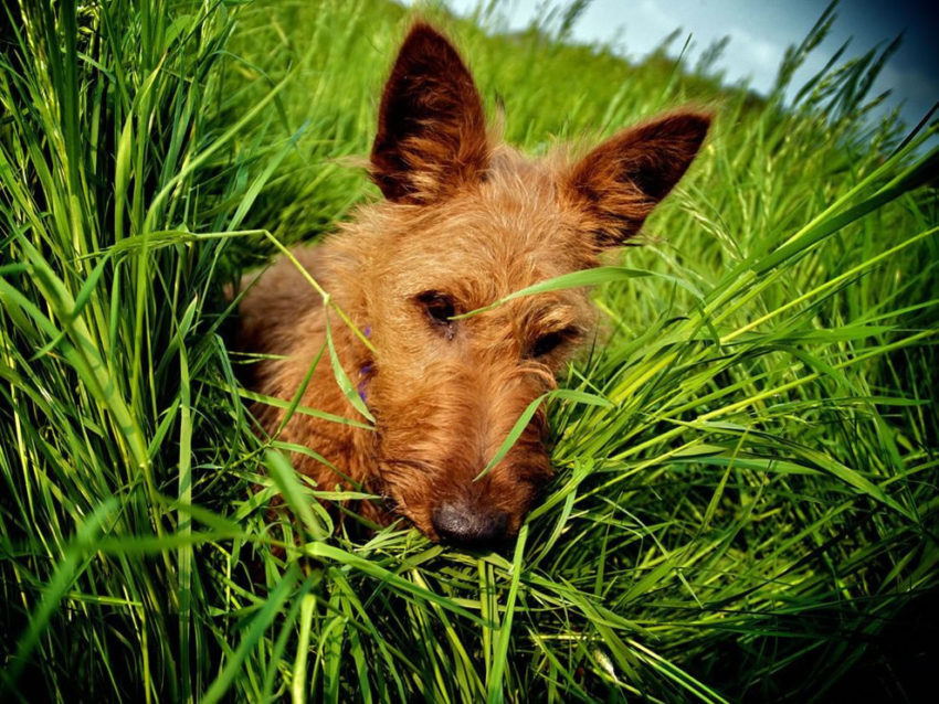 Terrier irlandês