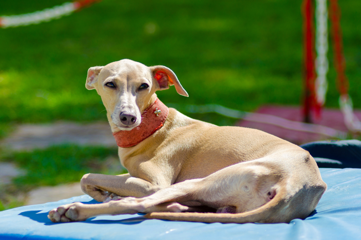 Pequeno Galgo Italiano